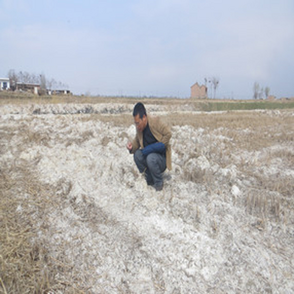 2015年，宁夏贺兰县政府招标项目应用禾康土壤改良剂