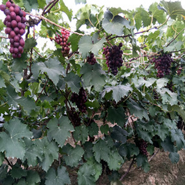 2015年北京通州区张家湾镇后青山村葡萄基地应用禾康改良，效益显著