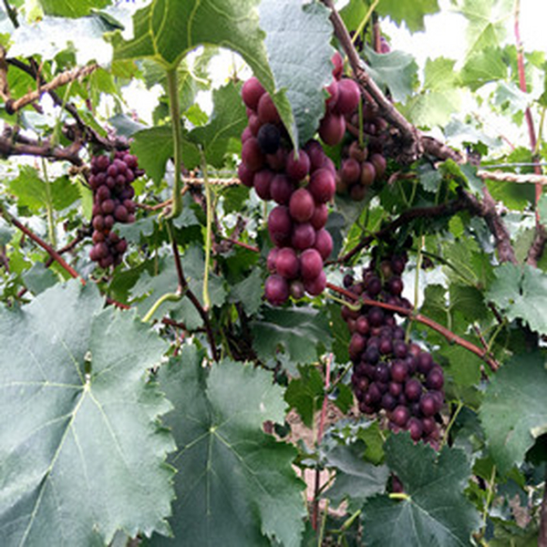 葡萄增产提质专家--禾康土壤调理剂