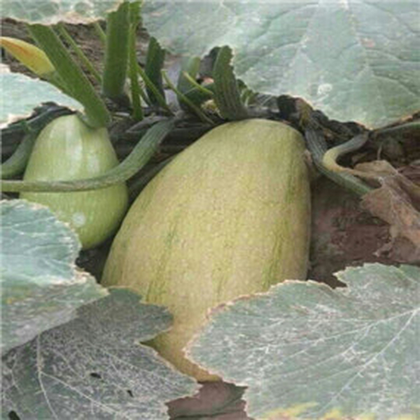 2014年，塔城客户改良2800亩盐碱荒地施用贡田土壤调理剂（商品名：禾康）莳植打瓜、葫芦瓜、葵花，效果显着