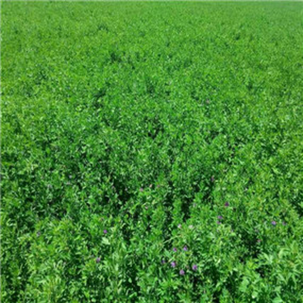 2014年，盐碱地莳植苜蓿—甘肃张掖临泽县盐碱地改良施用贡田土壤调理剂（商品名：禾康）