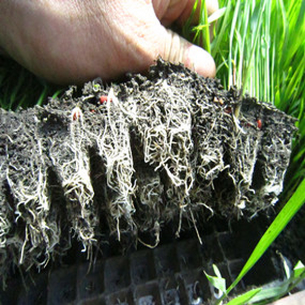 2014年水稻育苗应用禾康效果显着，苗齐、苗壮，根系蓬勃，病害镌汰