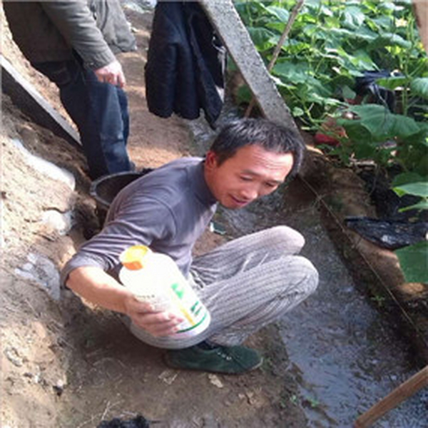 温室大棚土壤改良：温室大棚应用禾康治理土壤盐渍化和土壤板结，效果极其显着，收益重大！