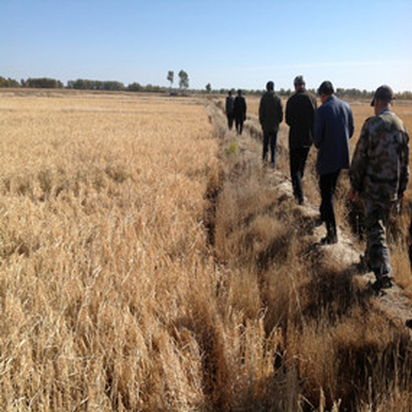 盐碱荒地改良莳植水稻—2013年吉林白城电视台记者在我公司盐碱地改良树模田采访