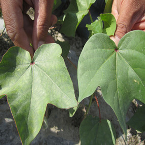 盐碱地改良莳植棉花—2012年农五师91团盐碱地莳植棉花使用禾康土壤改良剂报告
