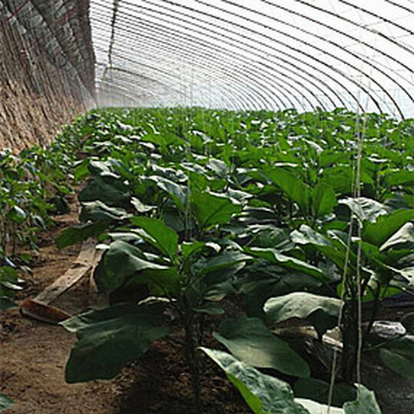 大棚土壤改良 辽宁海城温乡受盐碱危害蔬菜大棚（茄子）应用禾康改良剂，苗齐、苗壮，产量高，品质好
