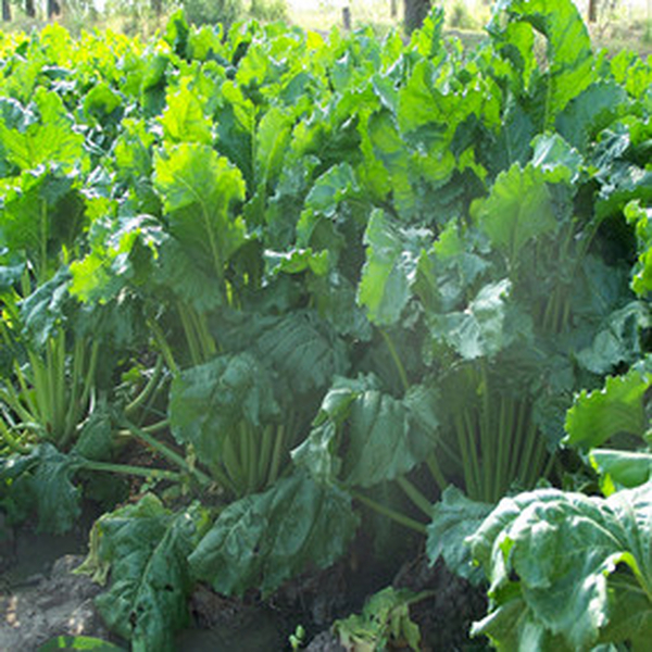 2004年新疆农四师70团低产田种甜菜