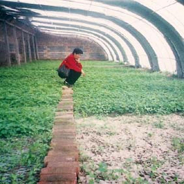 2001年哈密盐碱地莳植葡萄、花生