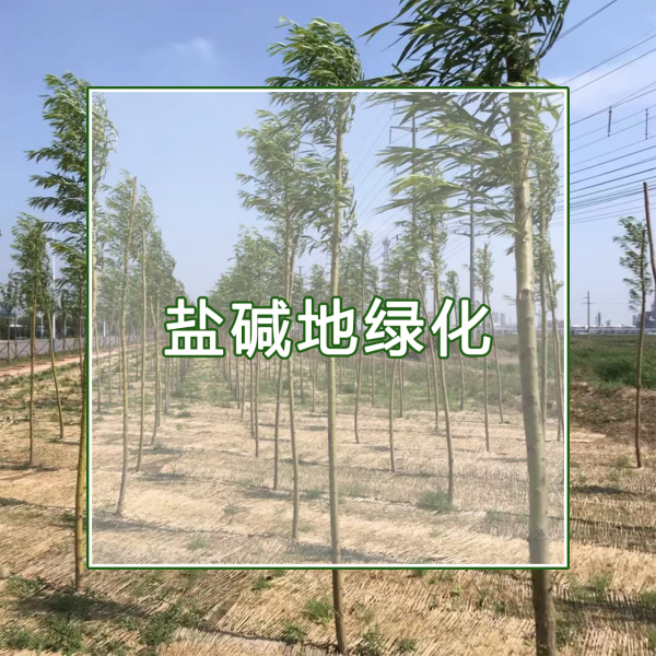 我是做盐碱地绿化的，是否可以应用禾康？