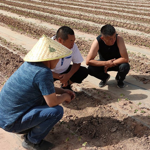 盐碱地治理要思量哪些因素？