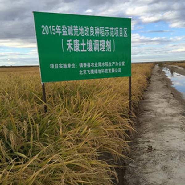 盐碱地莳植水稻怎样做到昔时改良，昔时高产？