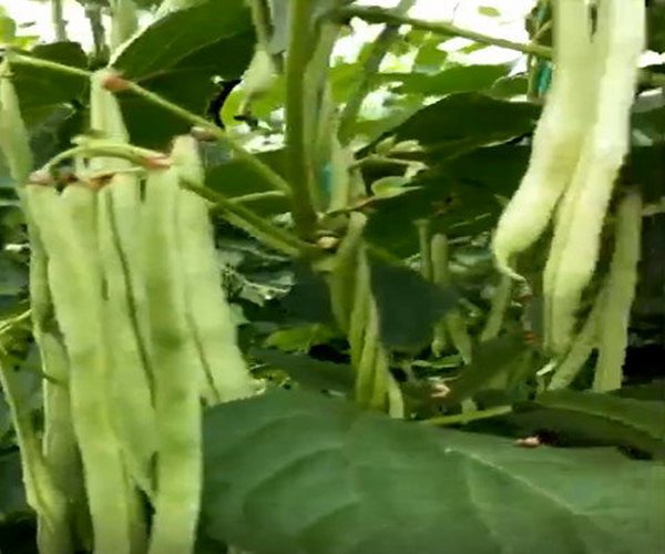 大棚莳植豆角用禾康土壤调理剂，产量高，品质好