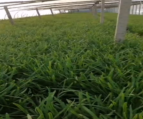 大棚莳植韭菜用禾康土壤调理剂产量高品质好！