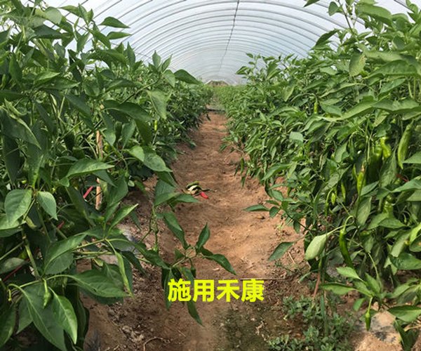 大棚莳植辣椒用禾康土壤调理剂增产提质效果显著
