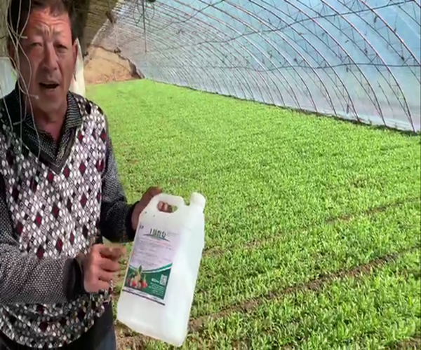 用禾康土壤调理剂改良盐碱土壤及盐碱水质，防治死苗效果好