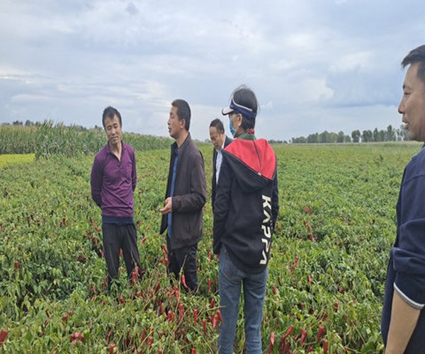 辣椒莳植用禾康增产提质效果显著