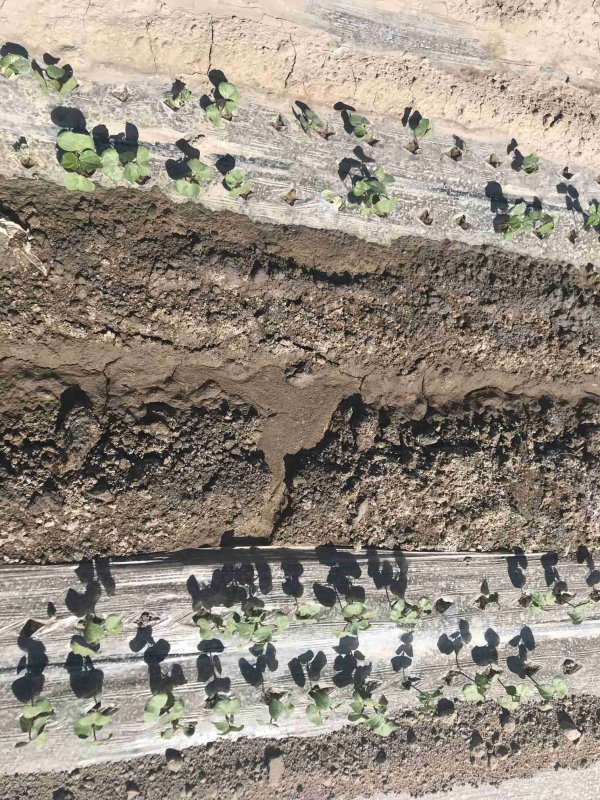 2021年新疆阿瓦提重度盐碱地改良施用禾康土壤调理剂改良莳植棉花