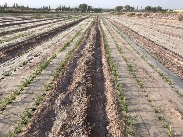 新疆阿克苏柯坪县盐碱荒地改良施用禾康效果显著。