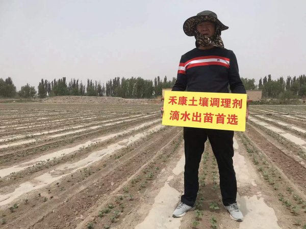 受盐碱危害低产棉田，滴水出苗施用禾康出苗率高，苗齐苗壮。