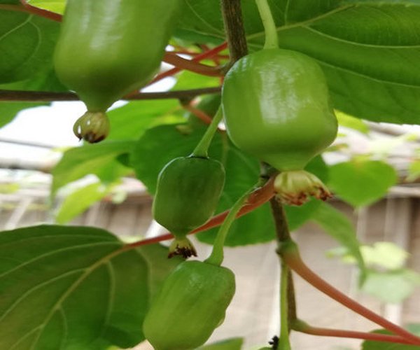 温室大棚莳植软枣猕猴桃应用禾康土壤调理剂增产提质效益显著