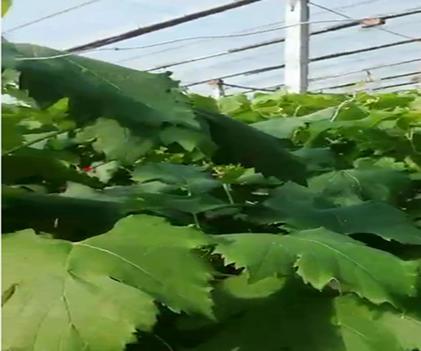 温室大棚葡萄应用禾康土壤调理剂增产提质效益显著