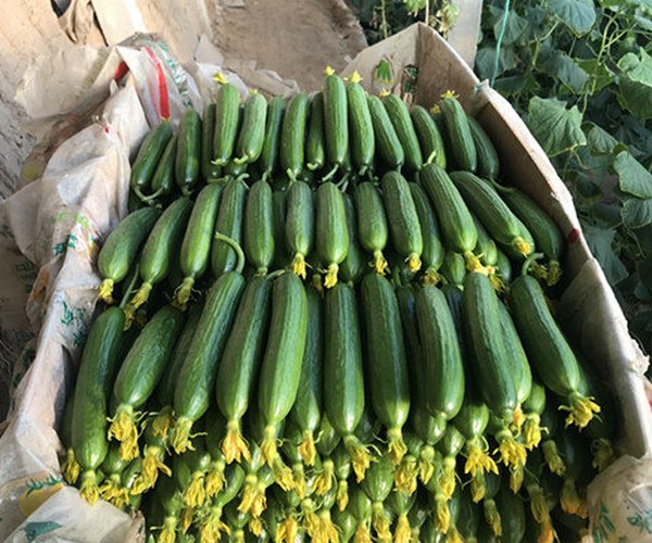 温室大棚土壤改良-山东寿光莳植彩椒、黄瓜用禾康土壤调理剂