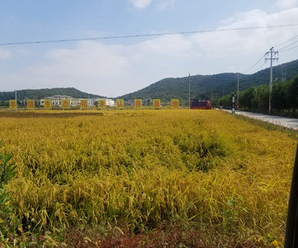 盐碱地改良项目-浙江舟山火箭盐场土地整理项目用禾康土壤调理剂