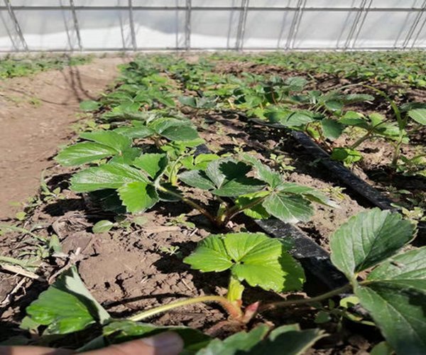 温室大棚莳植草莓施用禾康土壤调理剂增产提质效益显著