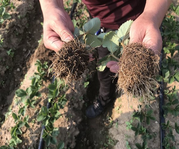 大棚莳植草莓用禾康土壤调理剂效果显著