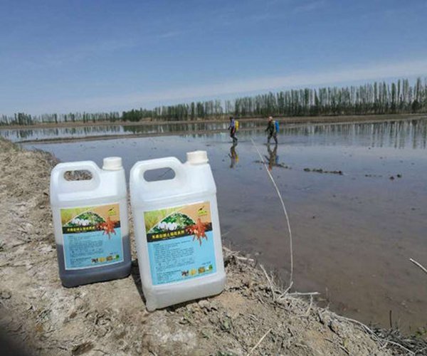 新疆新源县盐碱地改良直播水稻田