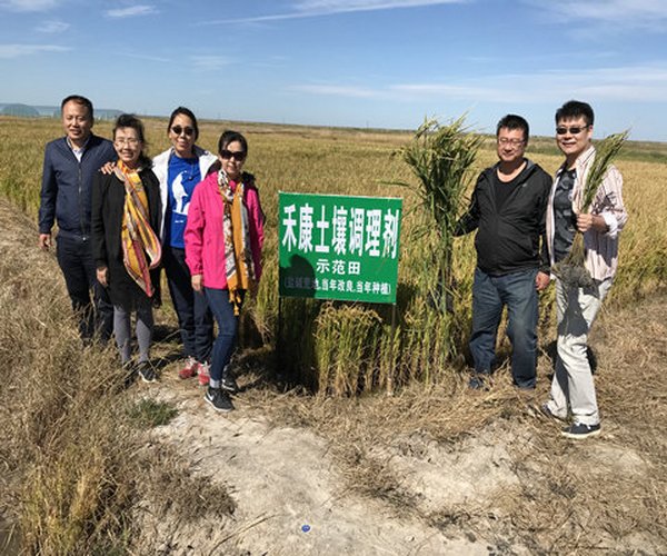 盐碱地改良手艺应用-2018年，吉林省镇赉县苏打盐碱荒地改良树模