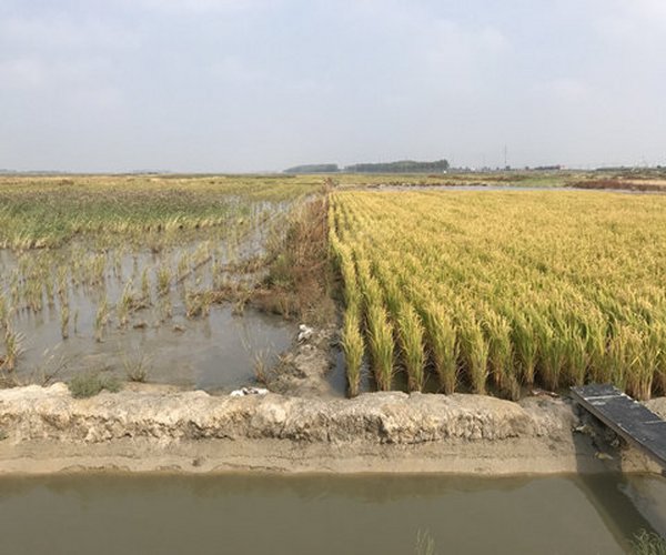 盐碱地改良乐成后，会不会返盐碱？