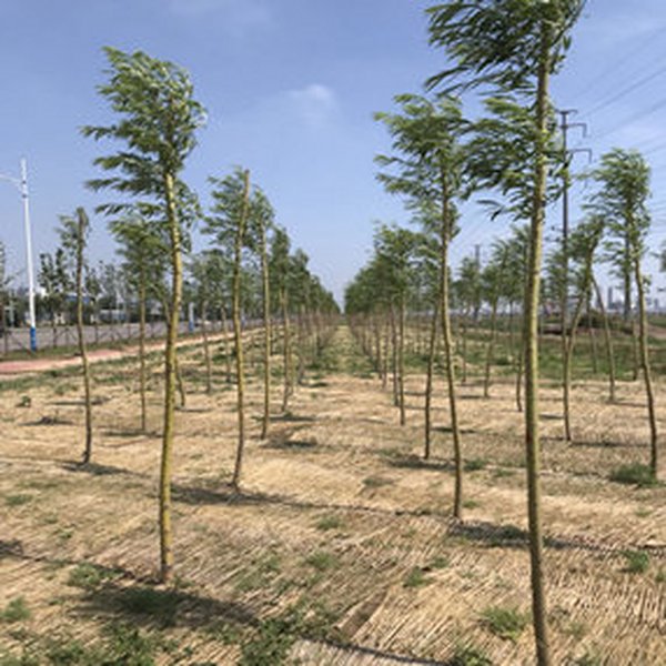 东营市河口区市政绿化（盐碱土原土改良）