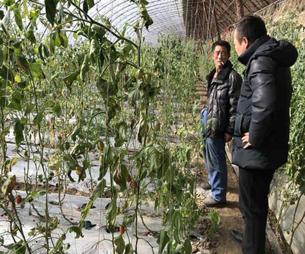 大棚莳植遇到黄叶、打蔫、死苗、烂根问题有解决要领了！