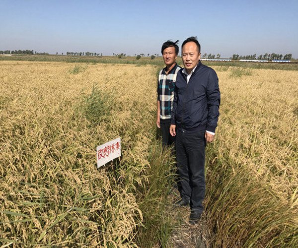 盐碱地改良手艺应用-2017年，吉林应用禾康土壤调理剂改良重度苏打盐碱地莳植水稻