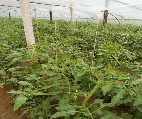 大棚土壤改良河南省内黄县蔬菜大棚莳植西红柿应用禾康土壤调理剂