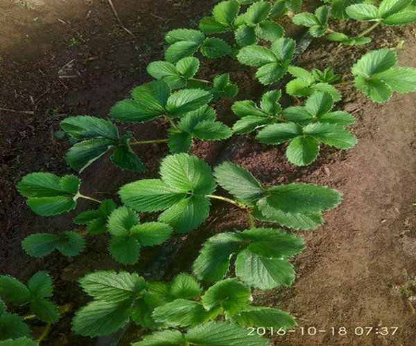 大棚土壤改良莳植草莓施用禾康土壤调理剂效果显著
