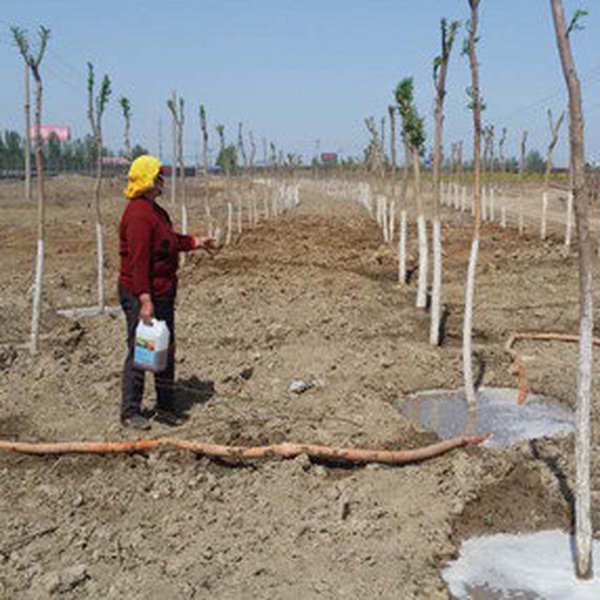 盐碱地植树怎样提高成活率？ 尤其是栽植油松、红枫等不耐盐碱树种？