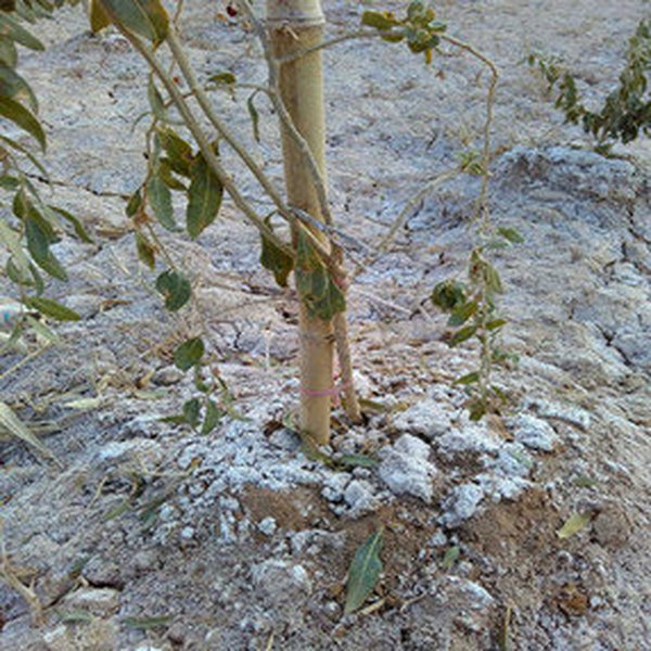 甘肃金塔县在重度盐碱荒地上栽植枸杞，成活率高，产量和品质提升显着。