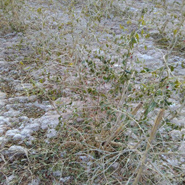 2011年11月，中标甘肃省土壤有机质提升政府采购项目