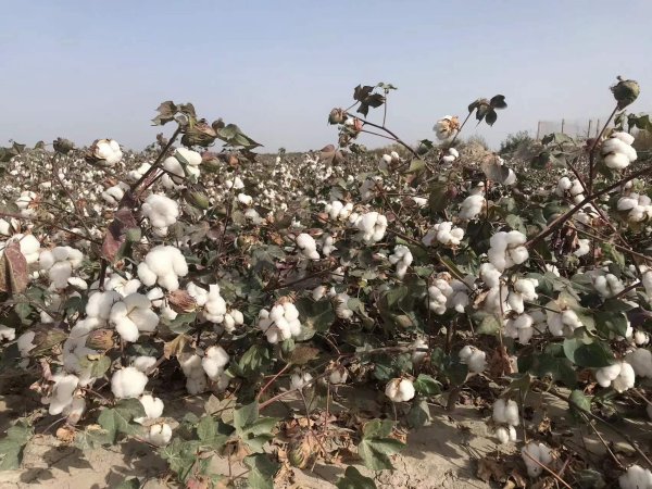 新疆南疆盐碱地改良莳植棉花要乐成需要注重哪些问题？