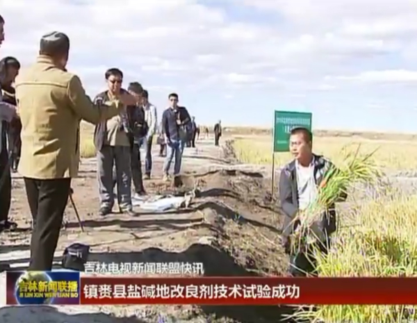 吉林镇赉县重度苏打盐碱地改良施用禾康土壤调理剂，实现昔时改良、昔时莳植、昔时平均亩产700斤以上。