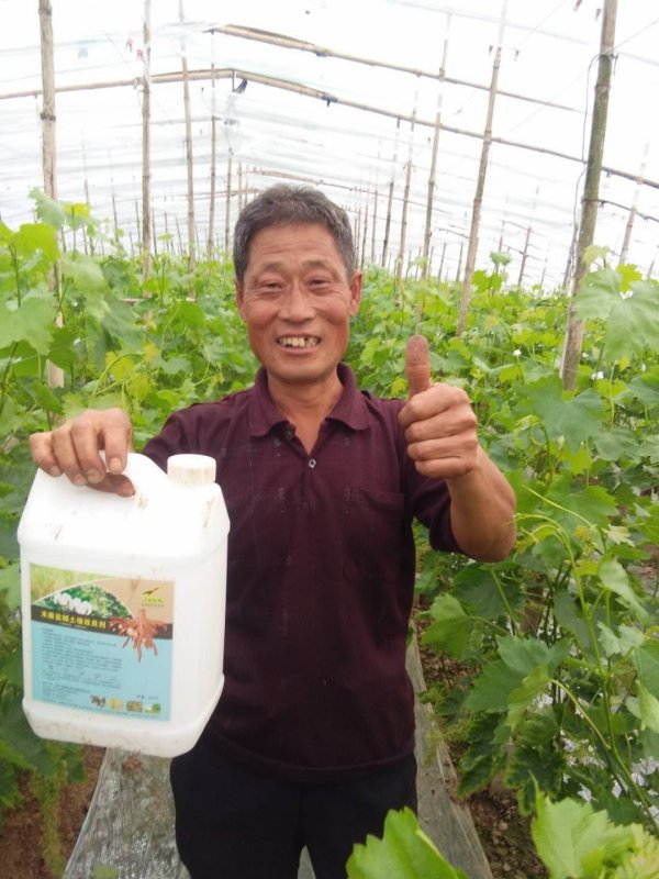 大棚葡萄莳植泛起黄叶、黄化问题用禾康土壤调理剂效果显著