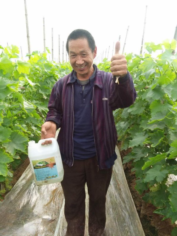 施用禾康土壤改良剂改良盐碱地会污染土壤或危险作物吗？