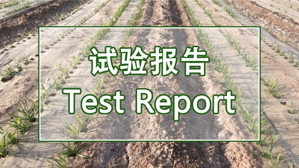 土壤调理剂对盐化潮土理化性状及玉米产量的影响 (甘肃张掖)