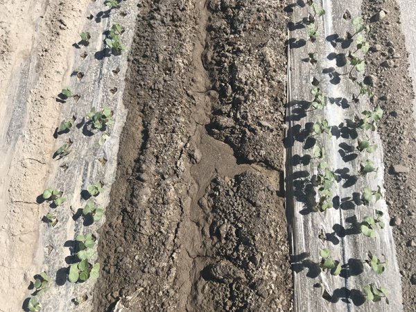 盐碱地改良莳植棉花需要注重哪些方面？