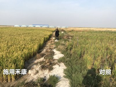 盐碱地改良莳植水稻需要注重哪些问题？