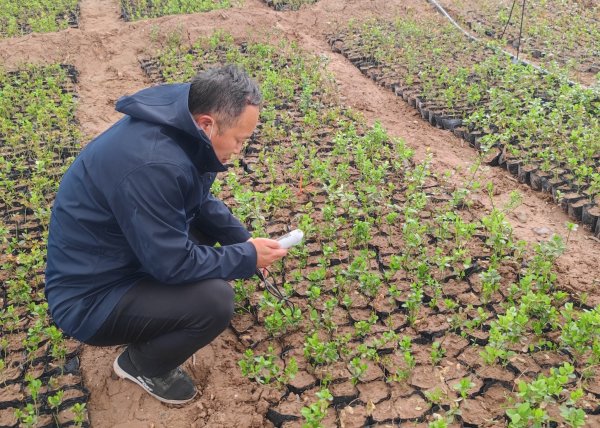 新疆喀什疏勒县，大棚育树苗成活率低、树势弱，主要缘故原由是水质含盐量偏高。