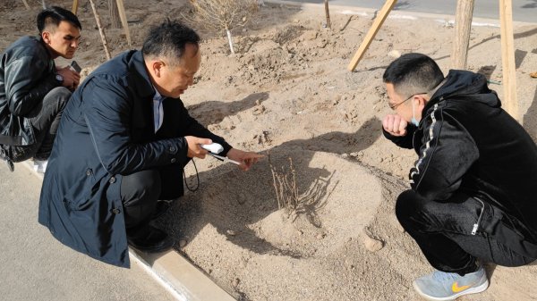 新疆盐碱地植树成活率低以及成活后树势弱的主要缘故原由是土壤含盐量高，降低土壤含盐量是要害。