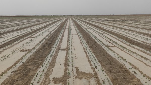 新疆阿拉尔新开盐碱荒地，冬灌和干播湿出用禾康土壤调理剂改良